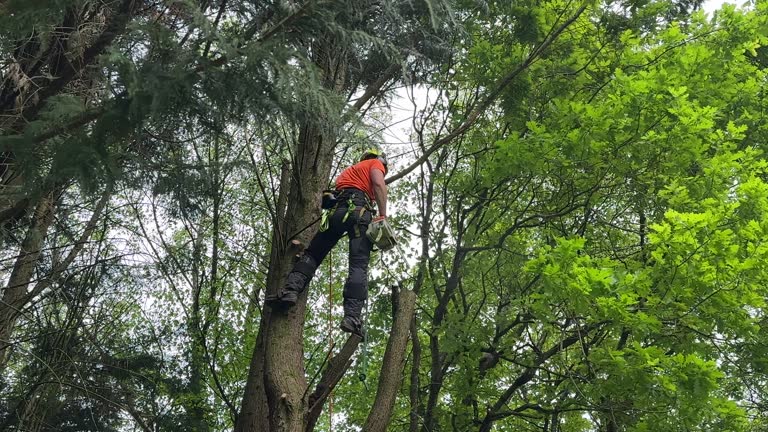 Best Palm Tree Trimming  in Sugarland Run, VA