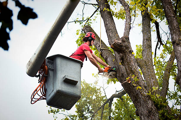 Seasonal Cleanup in Sugarland Run, VA